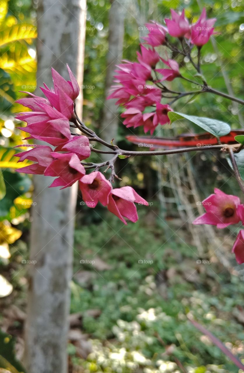 Outdoor flower