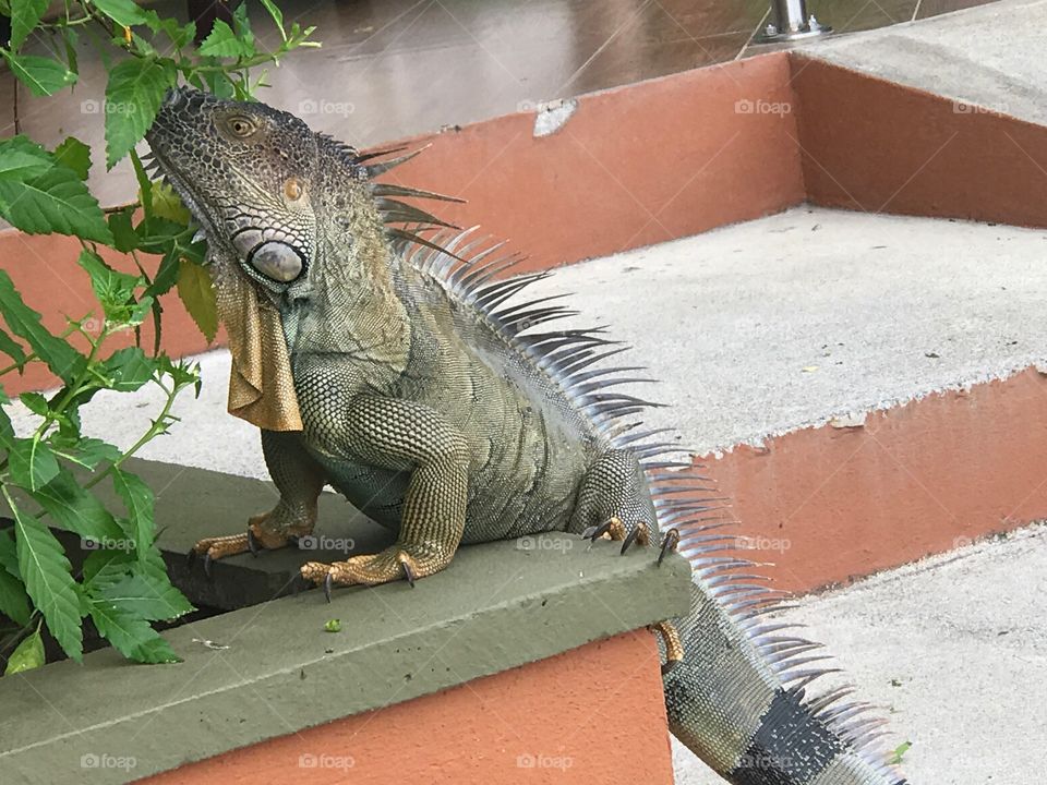 Costa Rican Iguana
