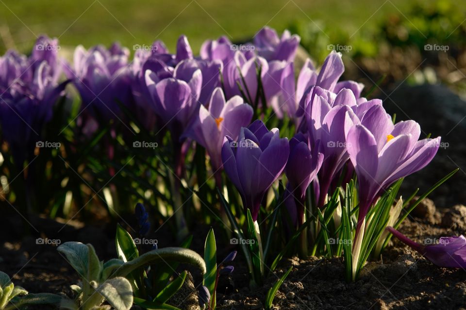 Crocus. Purple crocus.
