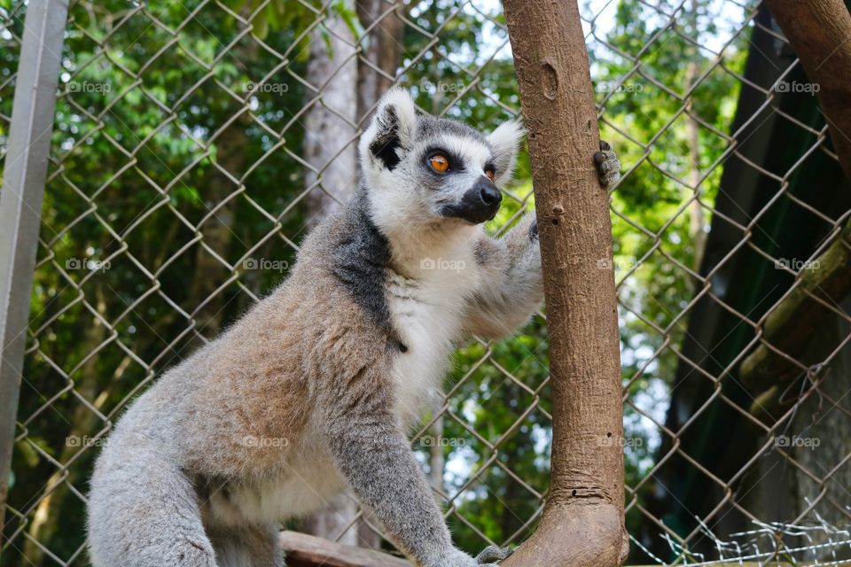 Vietnam- Lemur