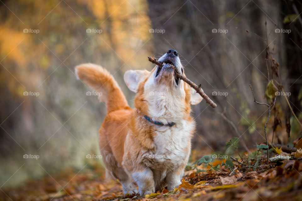 Welsh corgi pembroke in autumn park.