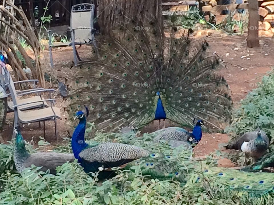 Beautiful peacocks 