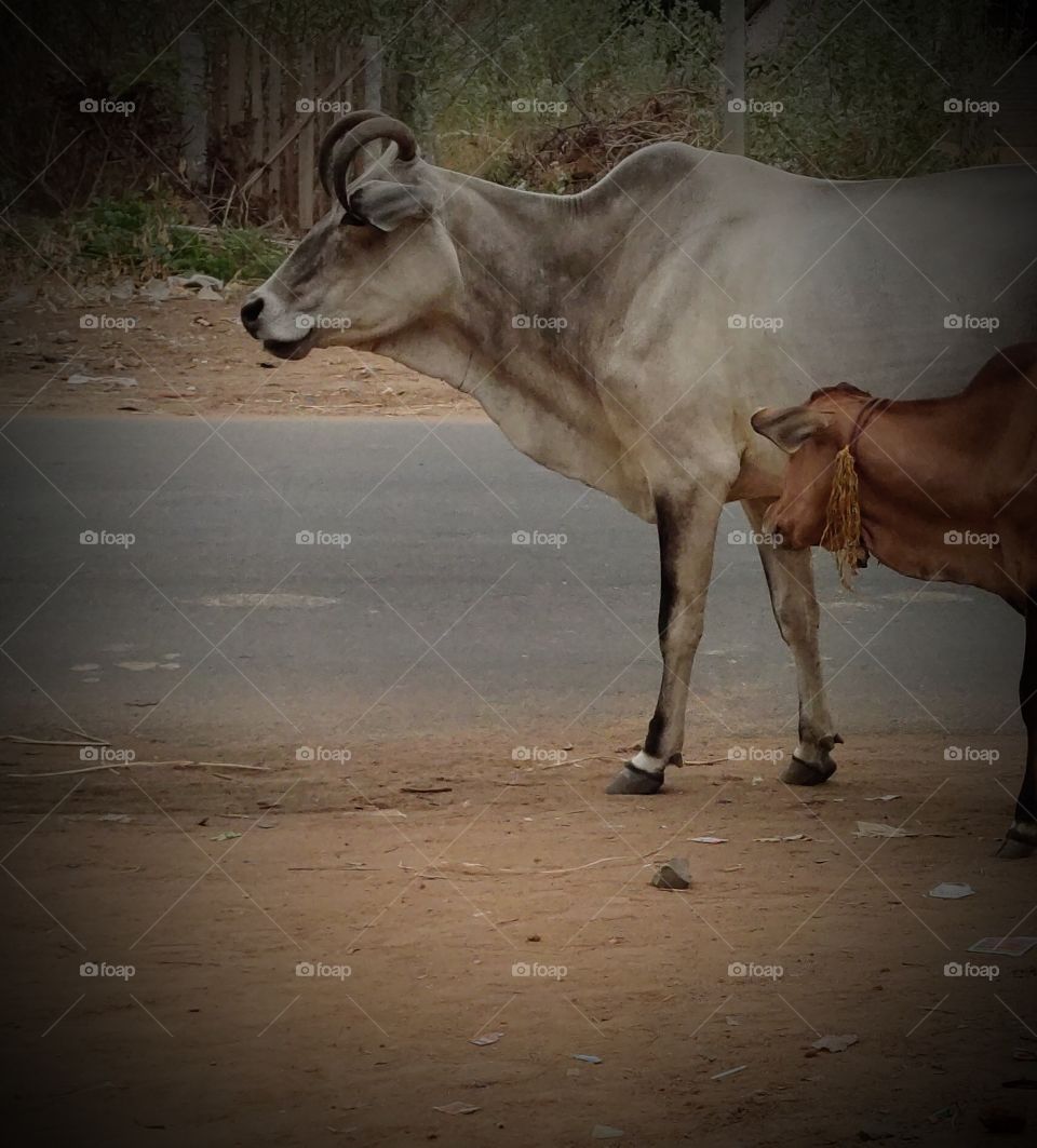 cow image