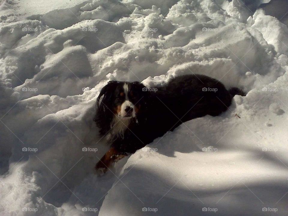 Berner In Snow
