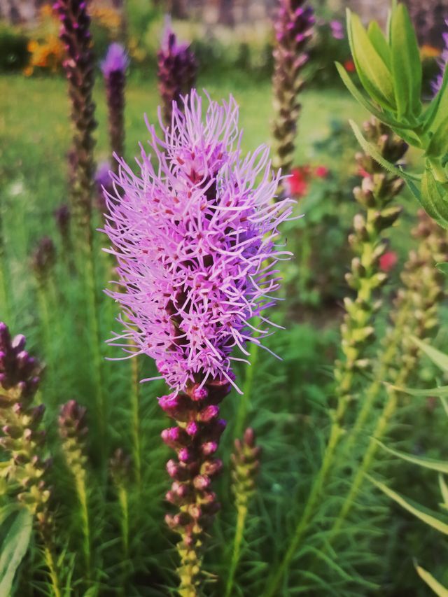 Purple flower