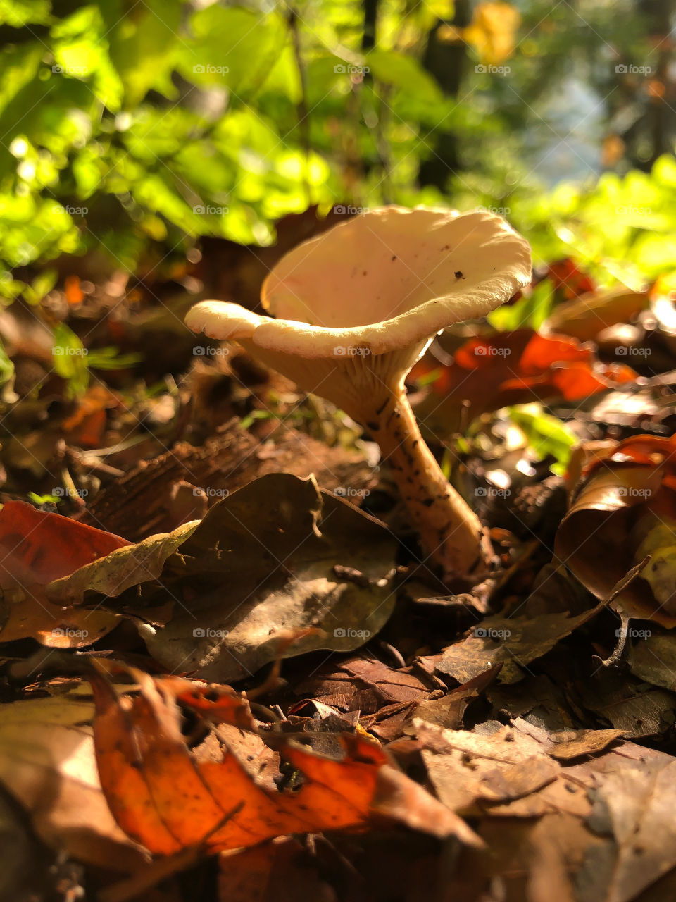 Mushroom in autumn forest in morning light 