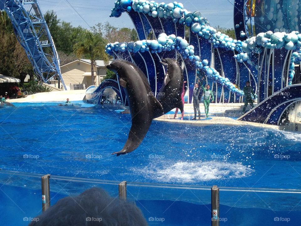 Dolphin jump