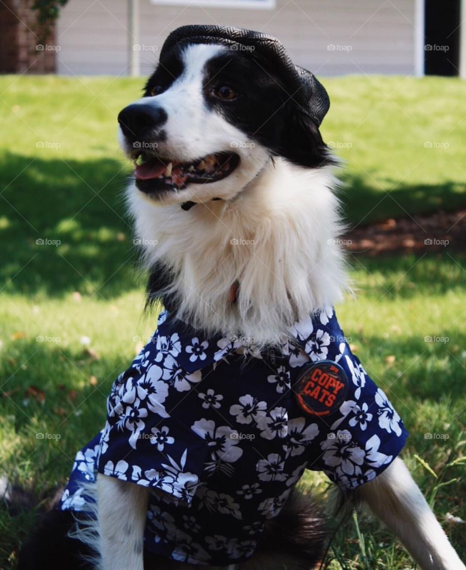 A well dressed pup! He looks like a gentleman in his best floral shirt and grey hat. Ready for any occasion on this sunny day! A fluffy, funny, and adorable black and white border collie. He is the focus of the photo with a grassy background. 