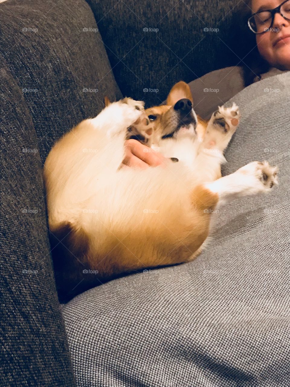 Corgi butt funny dog puppy