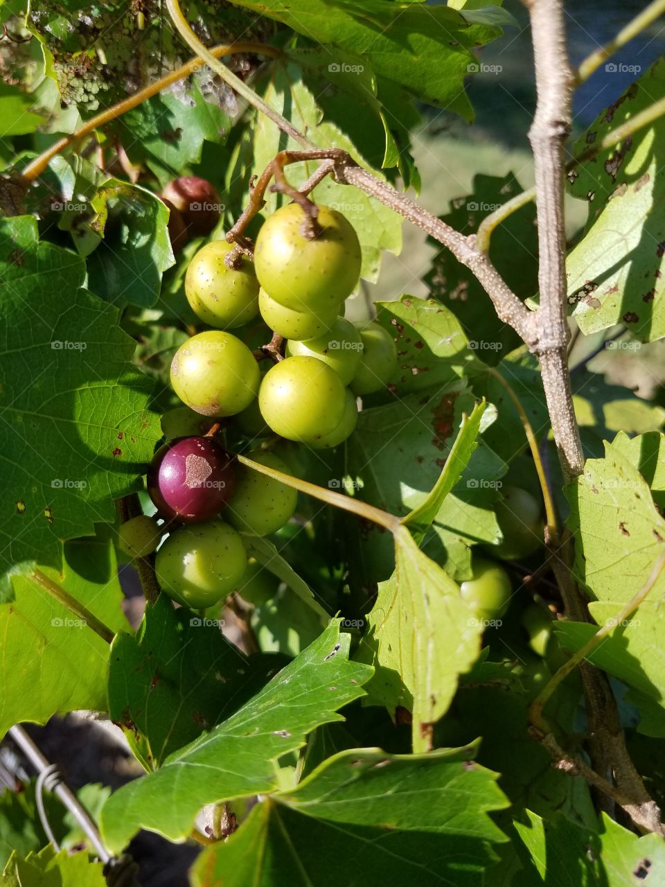 muscadine