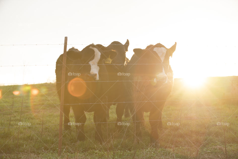 Cows During Sunset