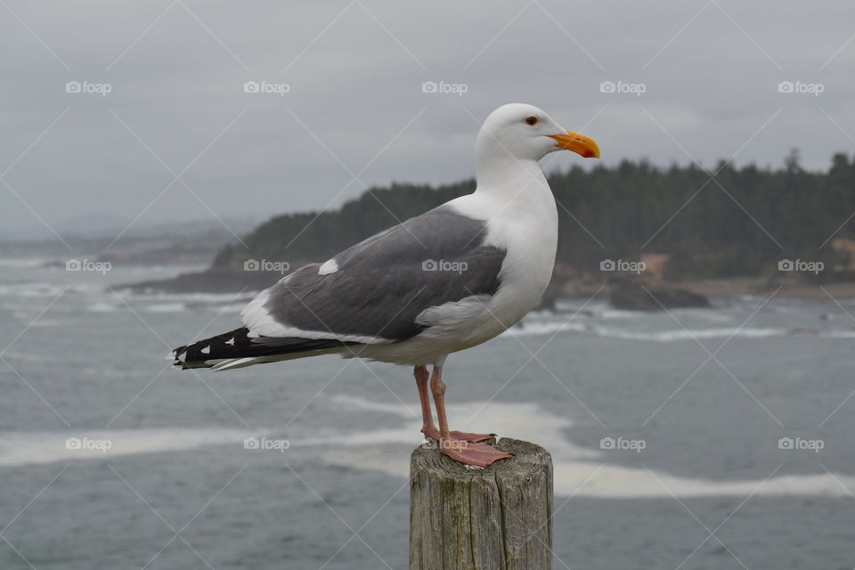 seagull on post by ocean. A lone seagull standing on a post by the Pacific Ocean in Oregon