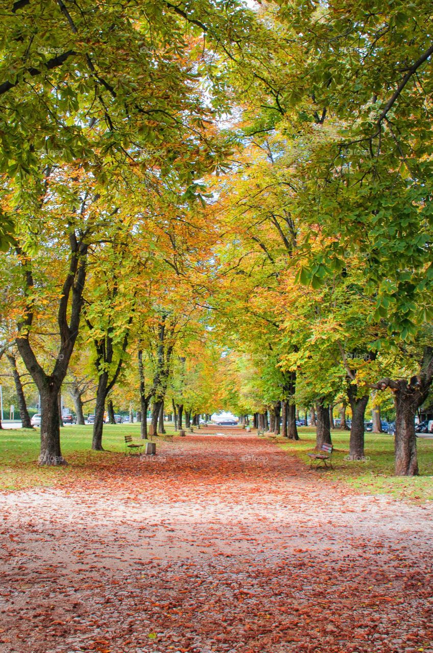 Autumn landscape