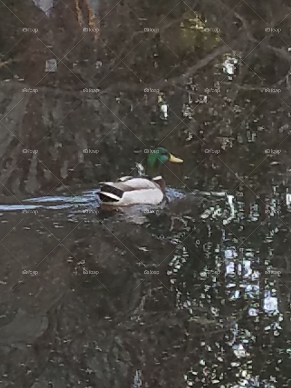 mallard duck