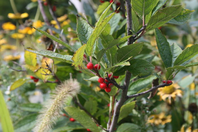wild berries