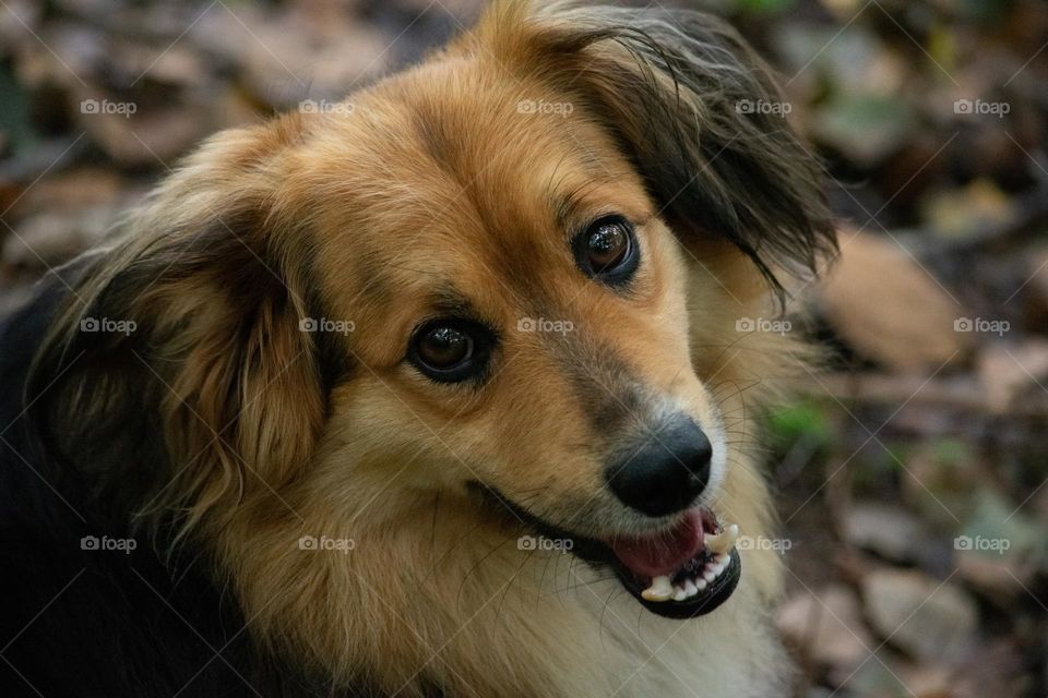 A smiling doggo looking at camera 