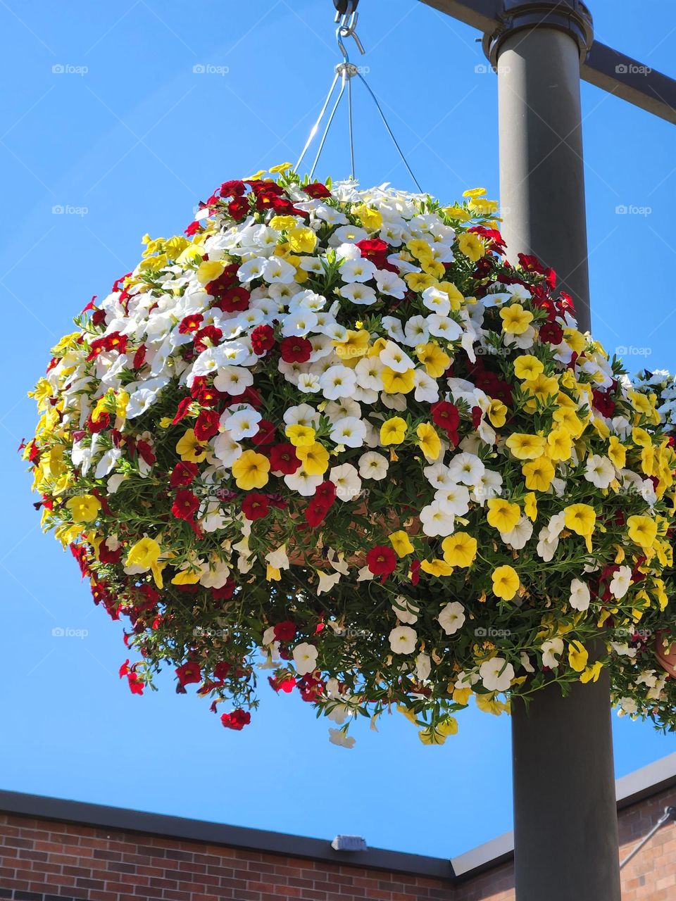 close up of bright yellow red and white hanging outdoor flower pots on a black pole against blue sky