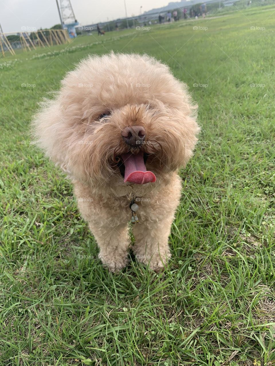 Baby dog glimmer and smile