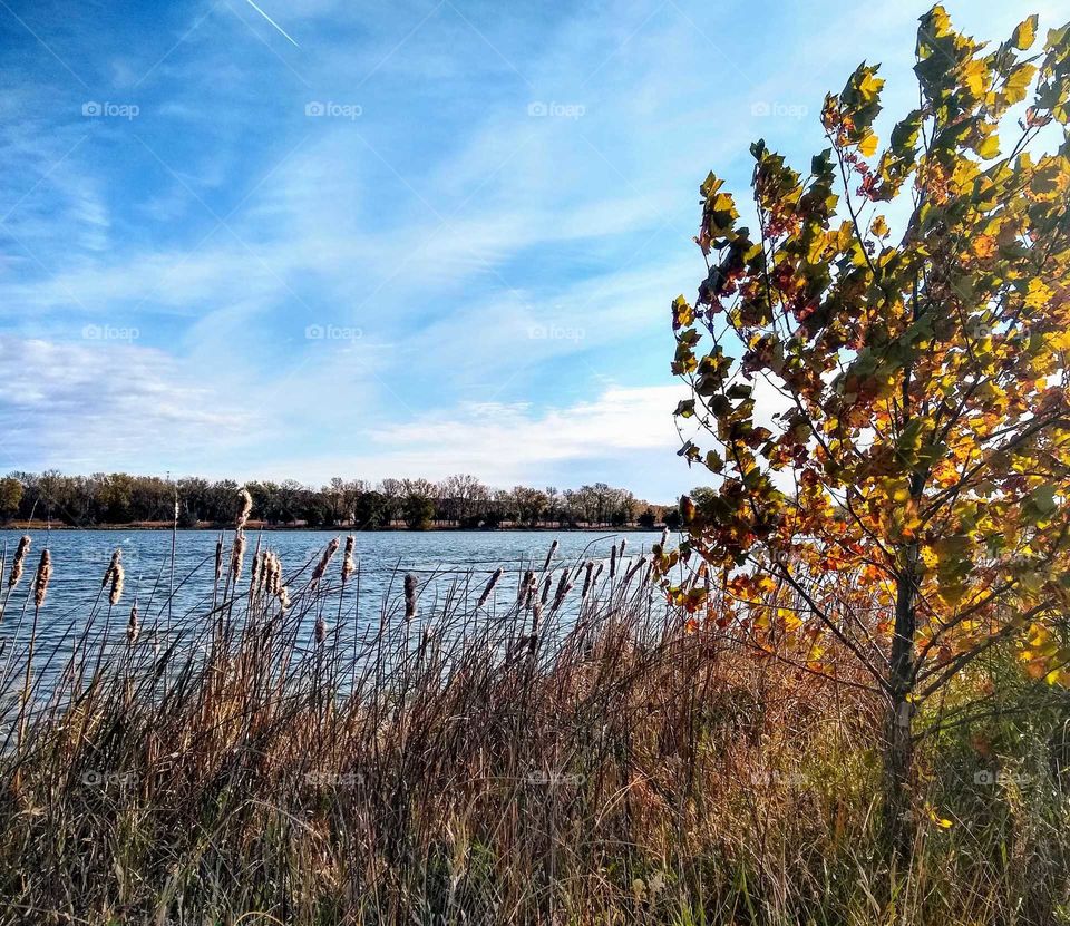 Fall kisses leaves near the water edges. Cattails blowing in the wind "Time For Change".
