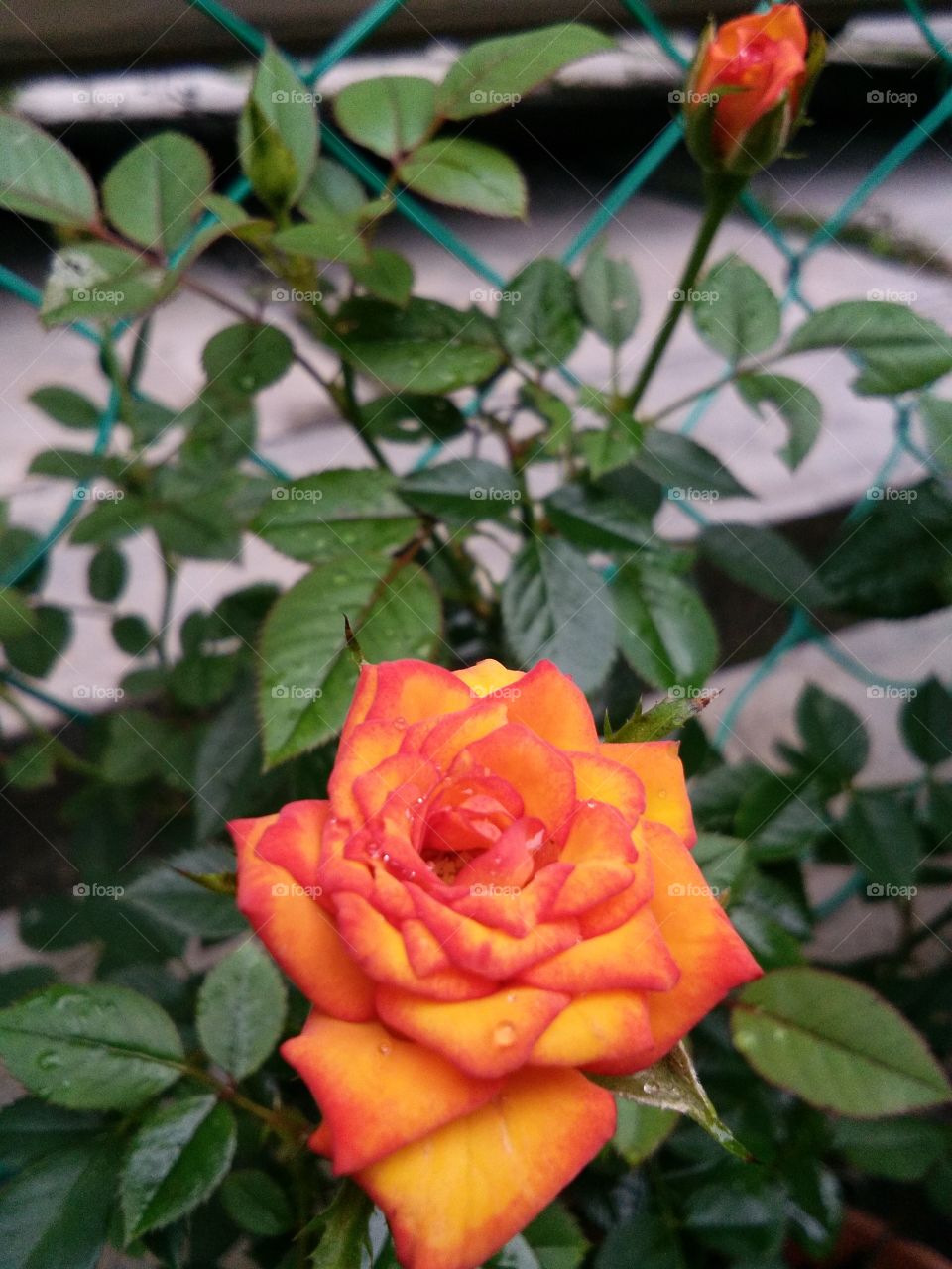 peach orange rose