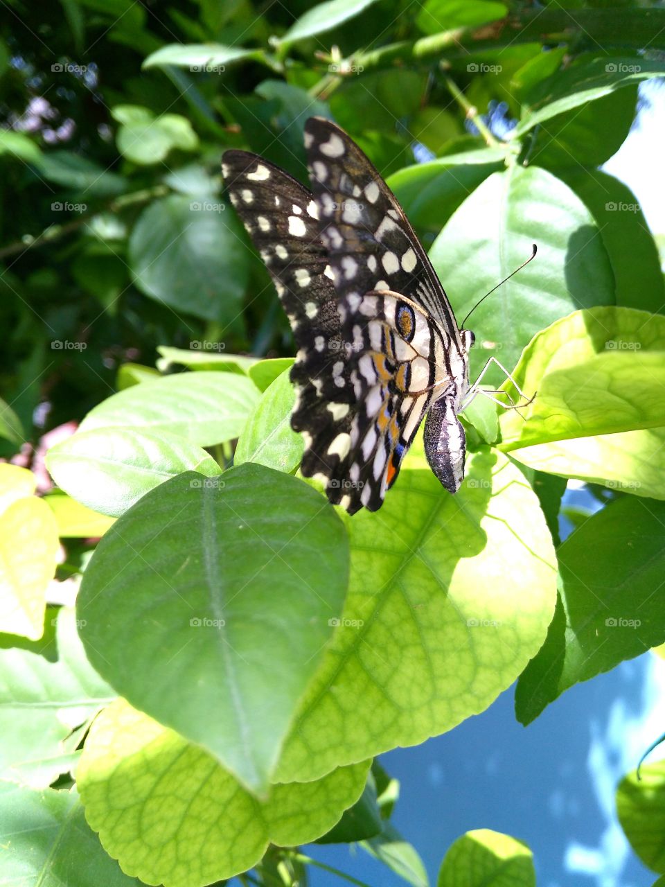 butterfly