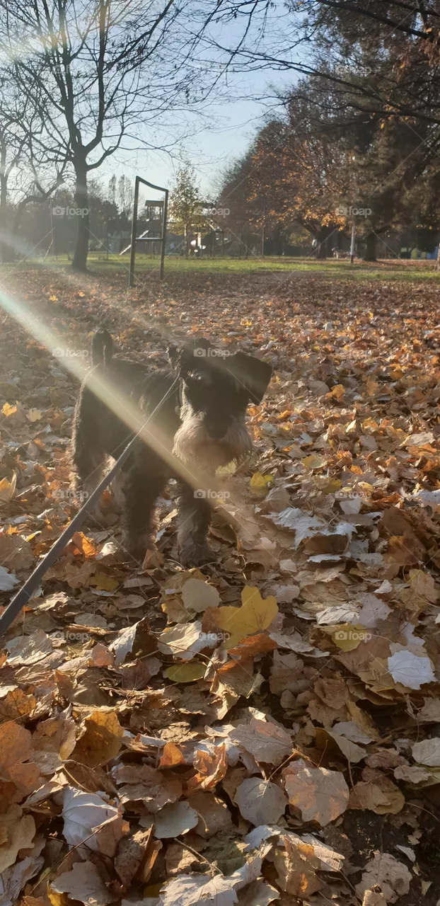 dog in the sunshine