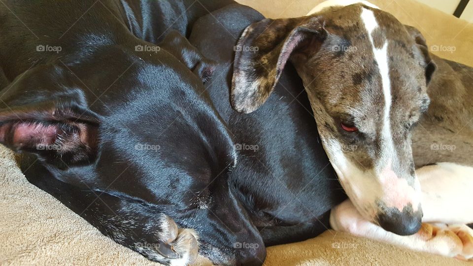 close up of our two girls trying to nap and stay warm on a cold winter afternoon.