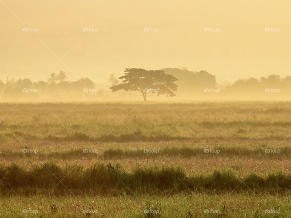 Alone Tree in a Misty and Foggy Fields during Sunrise. The Feeling when you Experienced a foggy Morning in a Low land and Tropical Country is Absolutely Amazing, Especially when the Location just behind your Home..