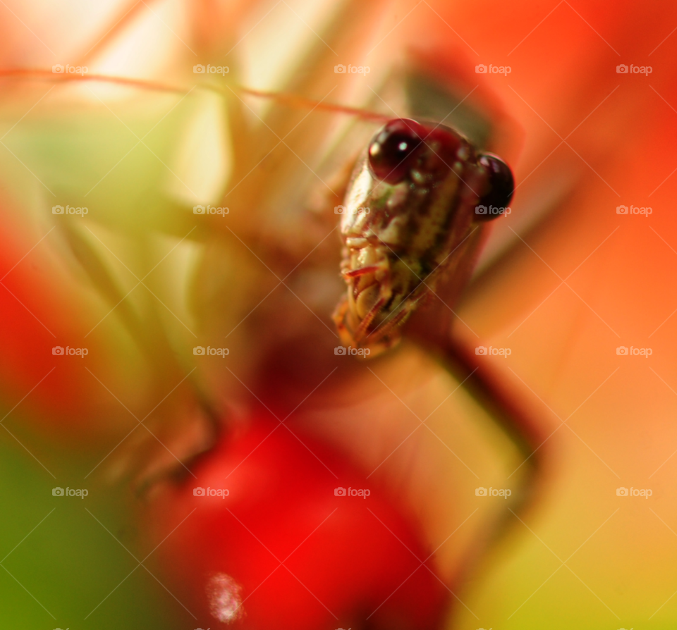 macro insect bug grasshopper by lightanddrawing