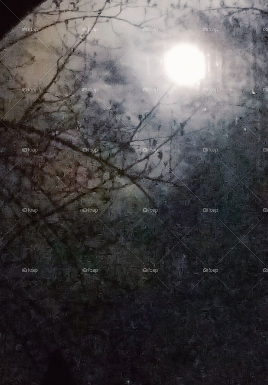 moonlight through the trees and clouds
