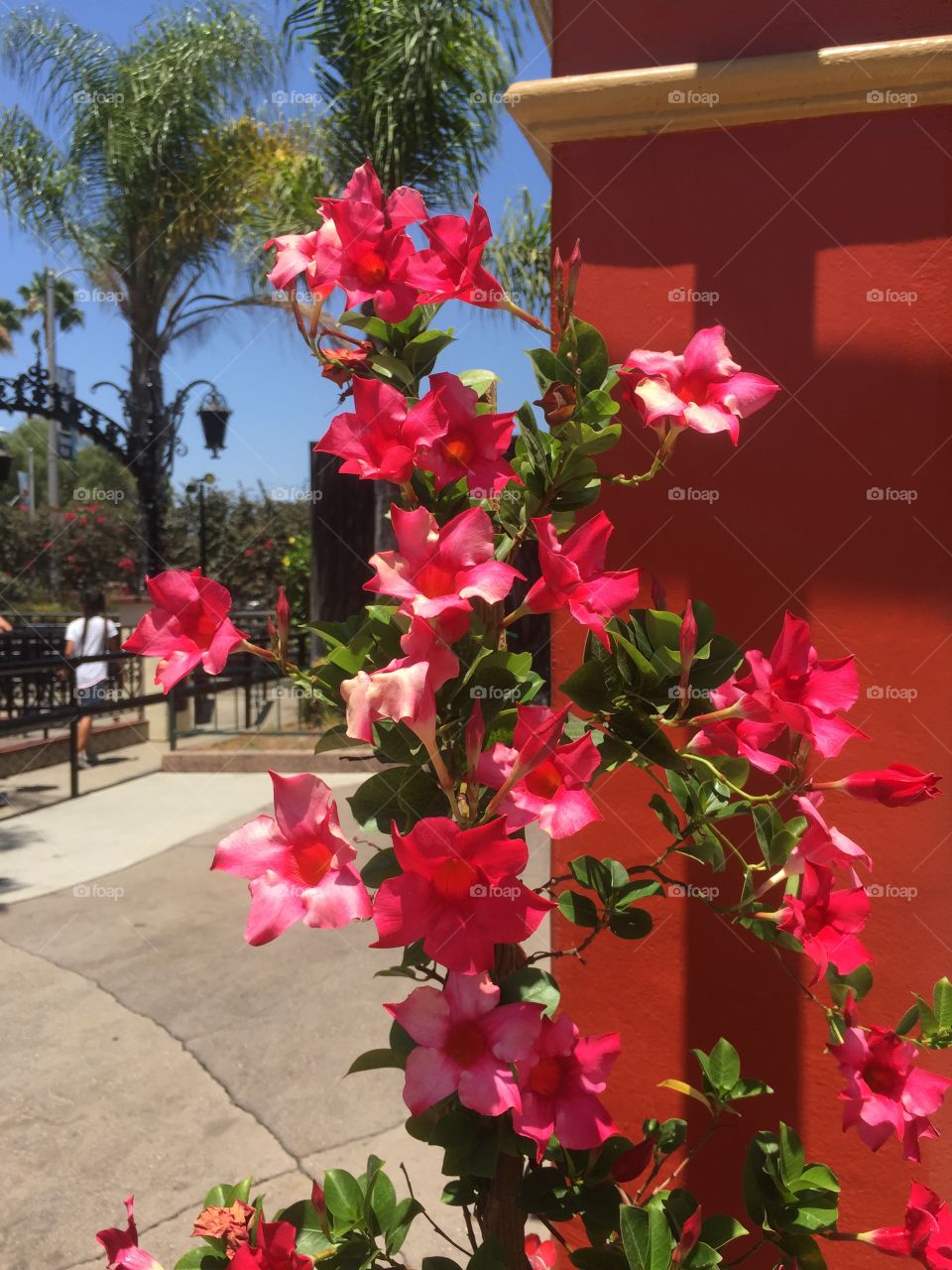 Red flowers in the park 