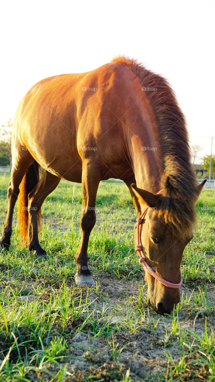 Horse  at the grass field 