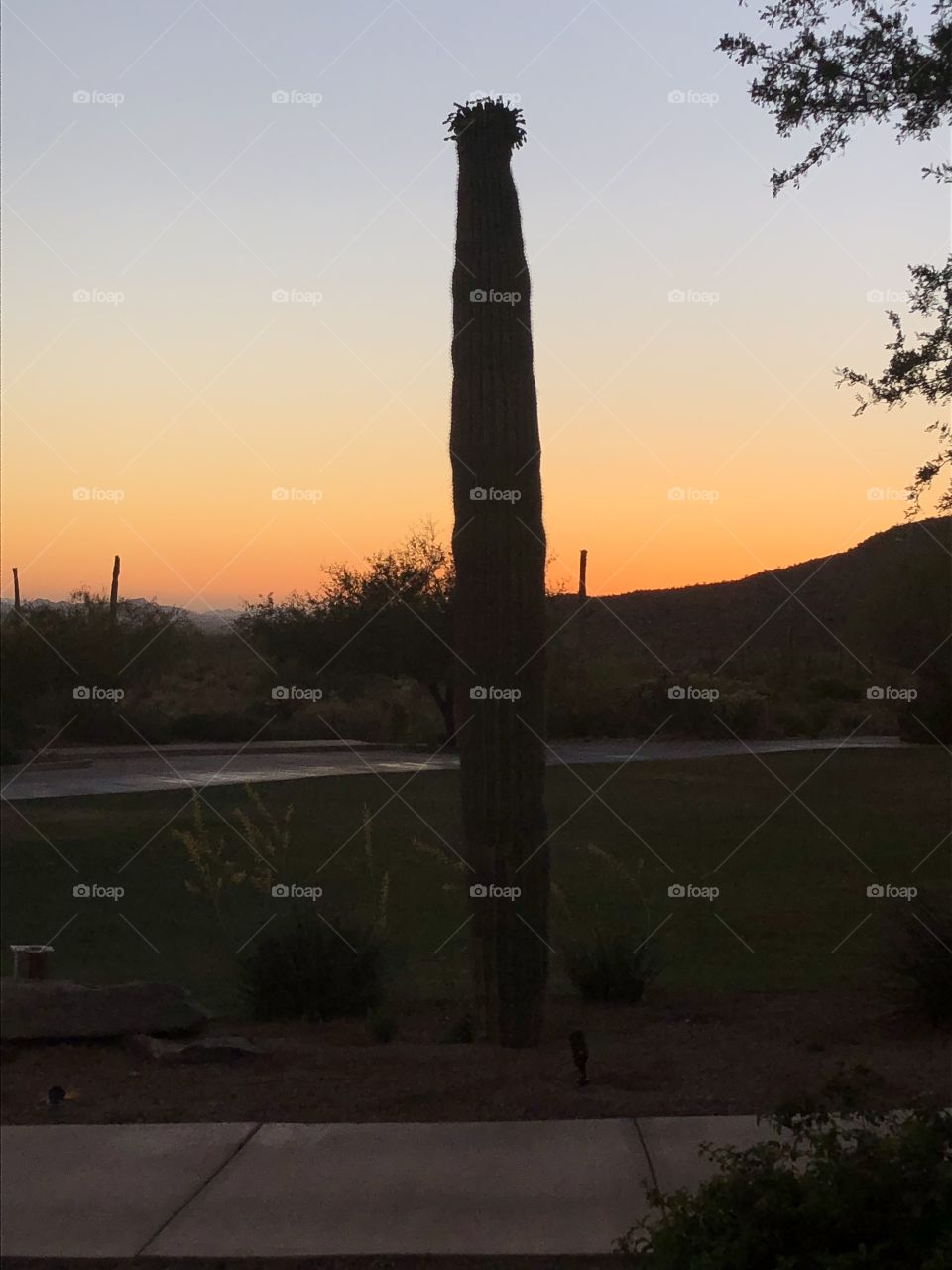 A stunning desert sunset in Tucson, Arizona featuring a cactus. 