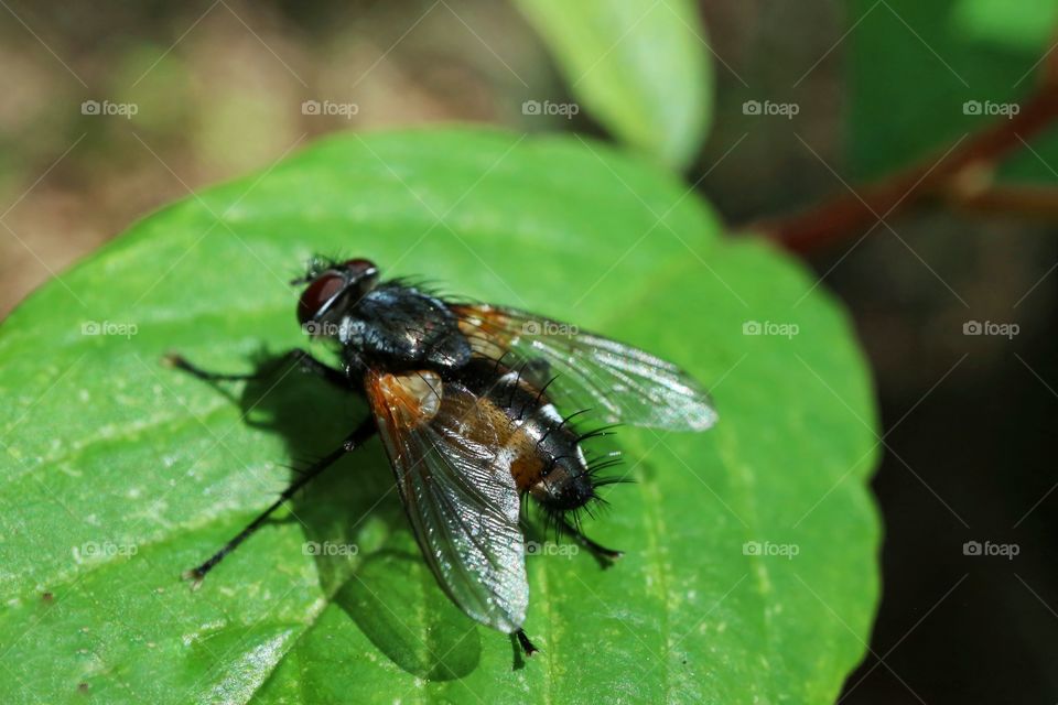 Fly-insect