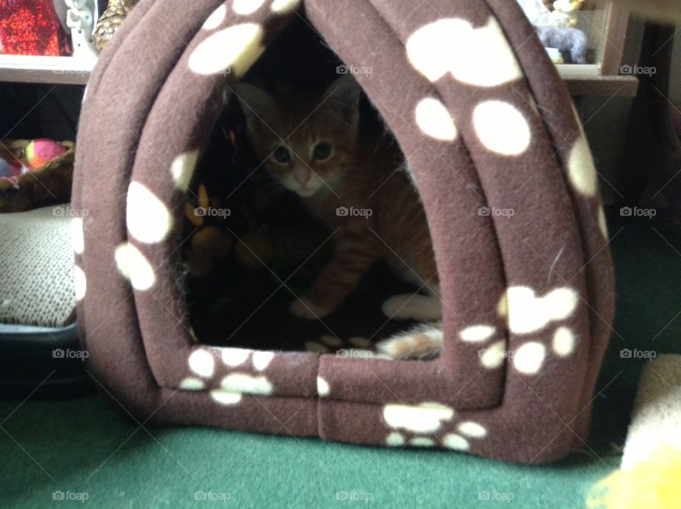 Kitten experiences cat tent for the first time.