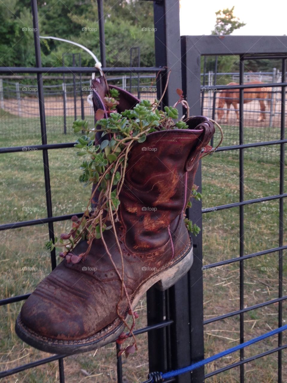 Hanging Boot with plant 