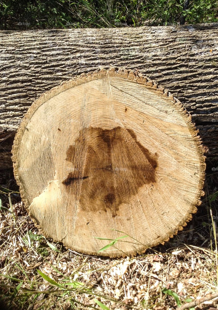 Close-up of wooden logs