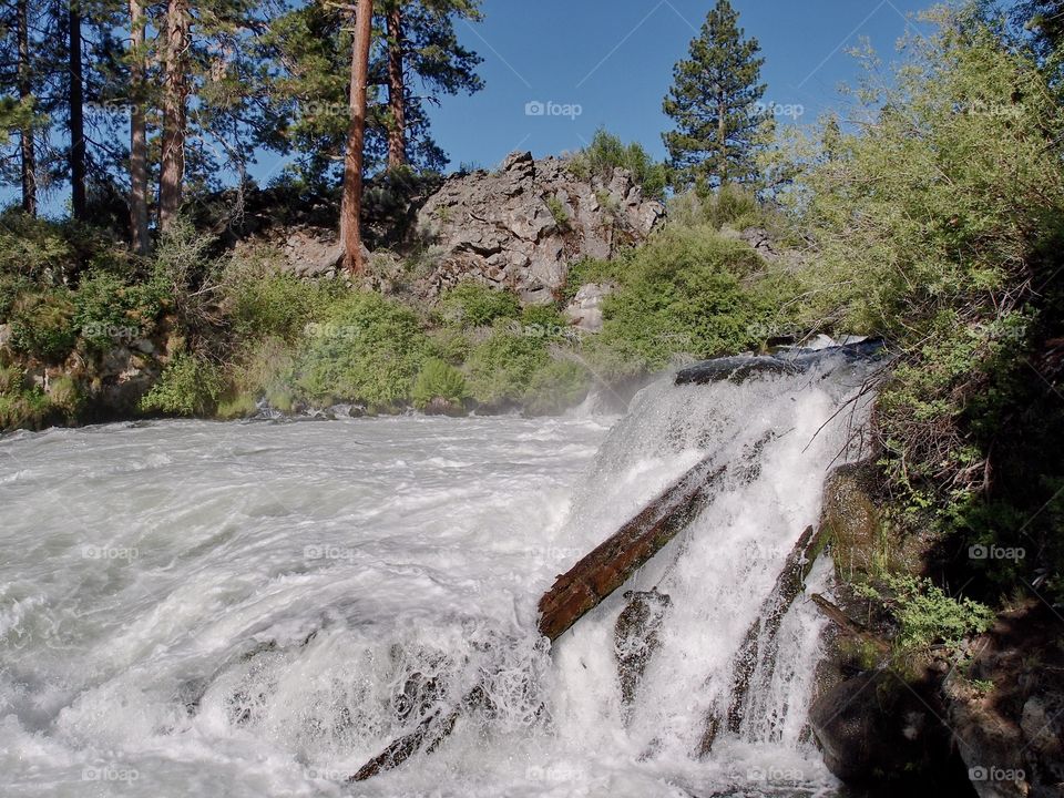 Rapid whitewater of Dillon Falls on the Deschutes River rushing through canyon walls with beautiful ponderosa pine trees at the top against a clear blue sky on a summer morning.