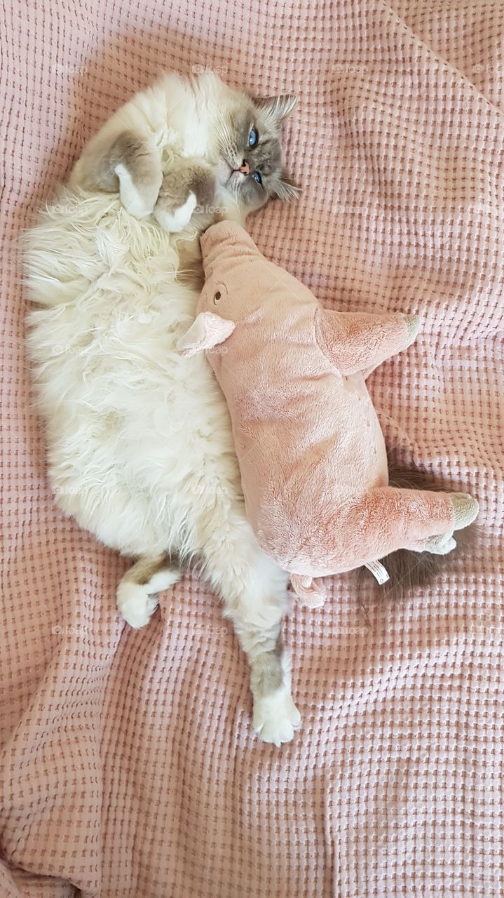 cat with his pig
