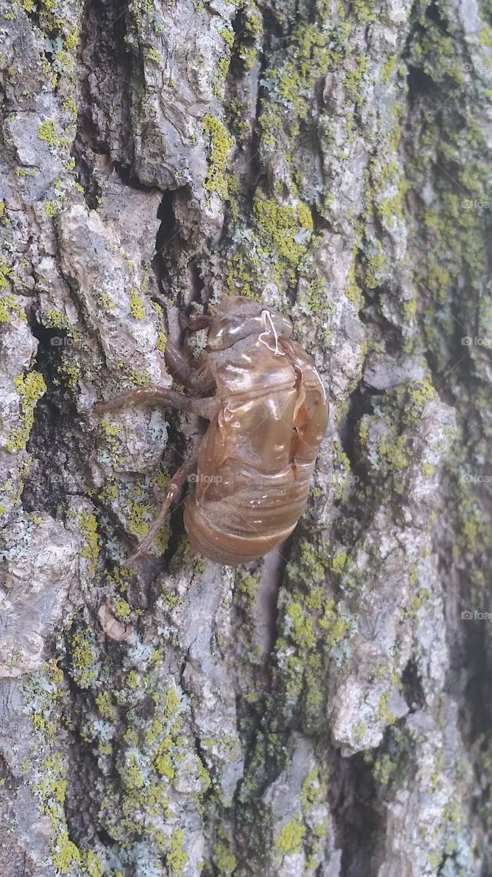 Cicada 4