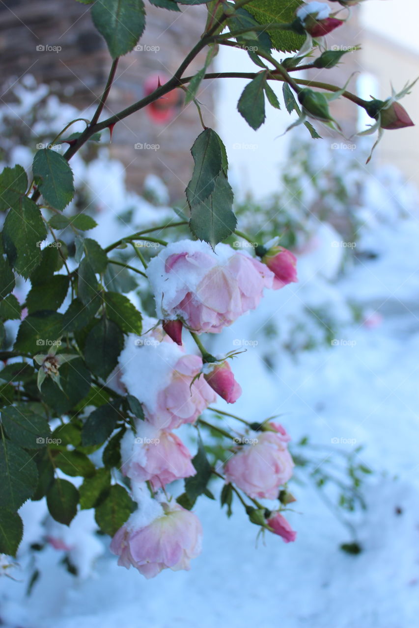 Rose Flowers In Winter Time