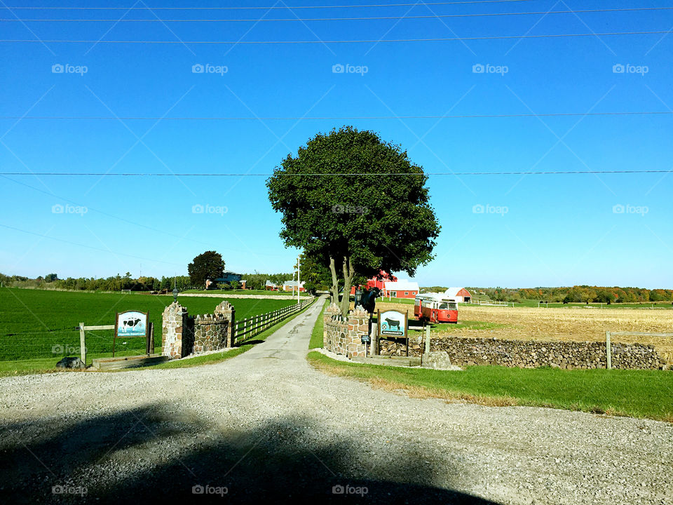 Landscape, Road, Tree, Grass, Field
