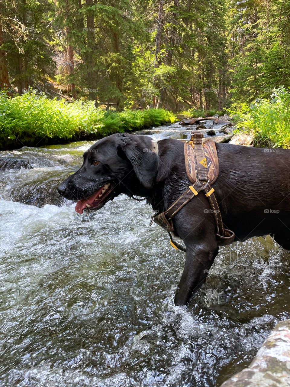 Black lab dog playing in River 