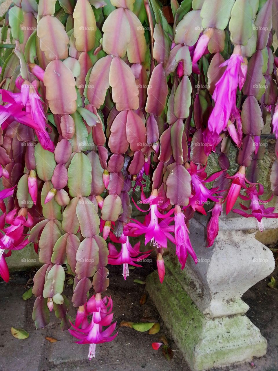 glorious zygocactus in blooming phase showing its magnificent fuchsia colouring