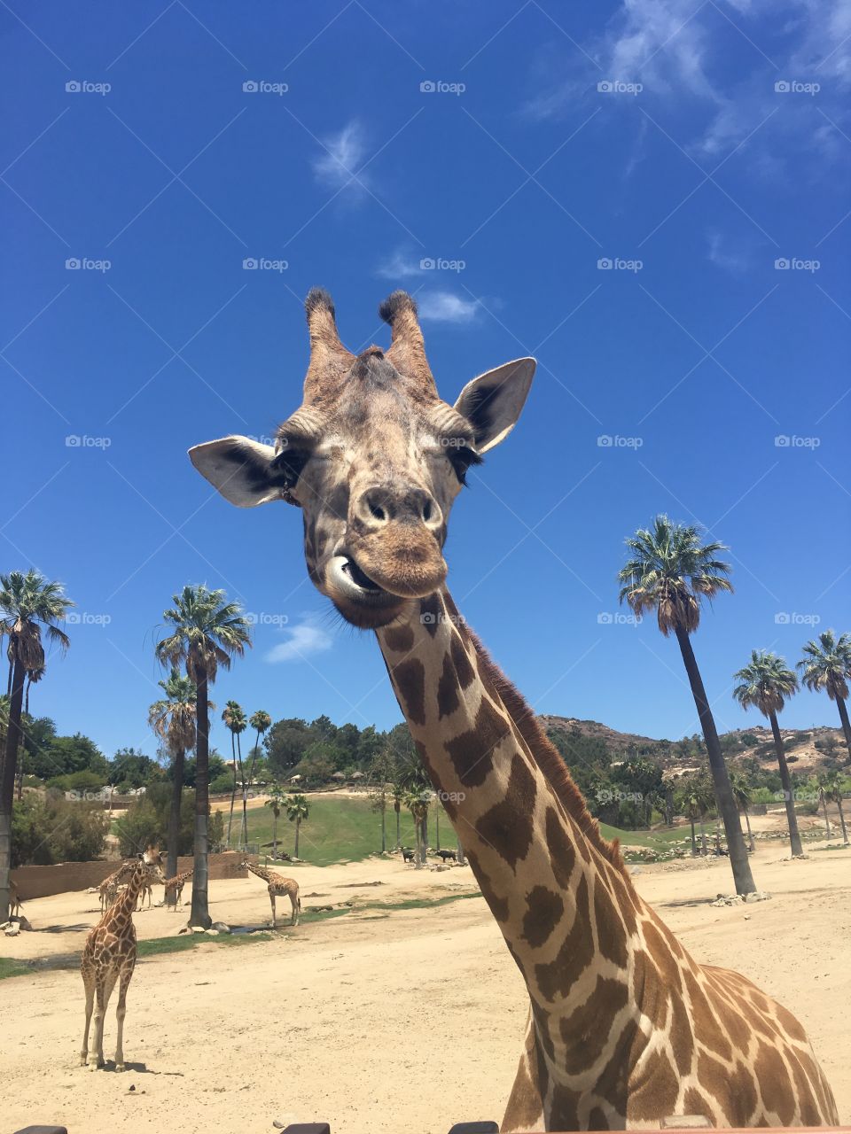 Young giraffe VI