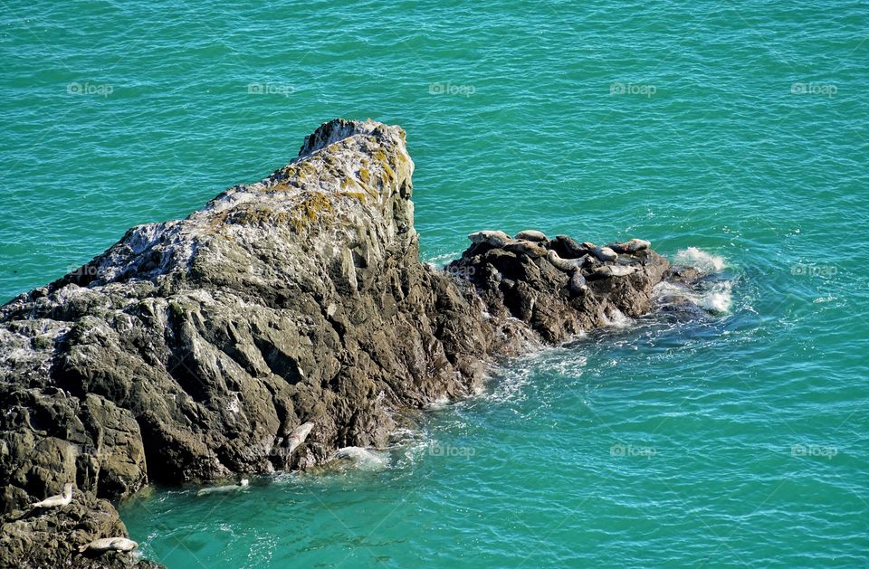 Seals On A Rock On The California Coast