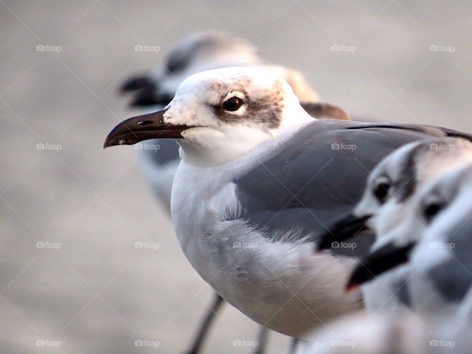 A Flock of Seagulls