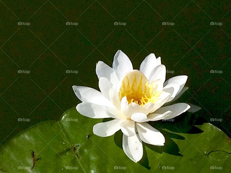 Water lily 