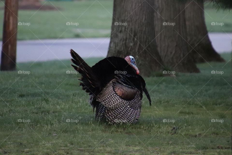 Male turkey