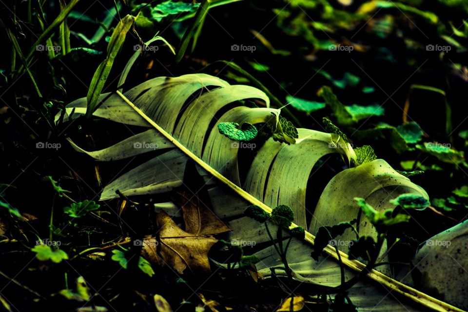 fallen feather amongst the plants